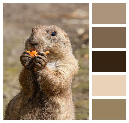 Animal Prairie Dog Mexican Prairie Dog Nature Mammal Rodent Image